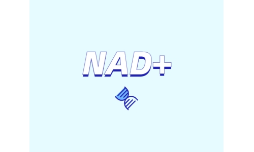 NAD+ 對身體有什么作用？如何獲取 NAD+？