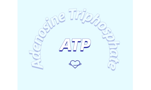 ATP 補(bǔ)充劑有什么作用？