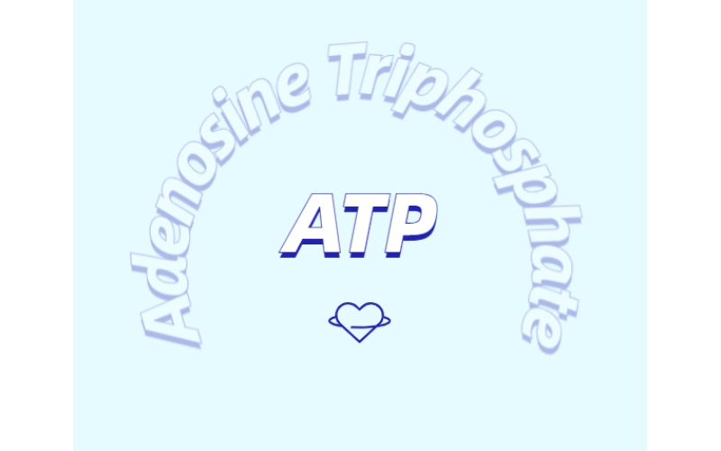 ATP 補充劑有什么作用？